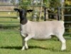 LOT 38 1 X DORPER OOI/EWE ELIZE VISSER T5 - 3