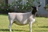 LOT 40 1 X DORPER OOI/EWE ELIZE VISSER - T4 DRAGTIG