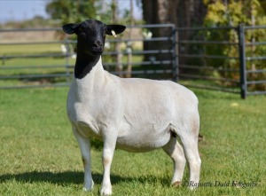 LOT 66 2 X DORPER OOI/EWE ELIZE VISSER T4 - DRAGTIG (PER STUK OM LOT TE NEEM)