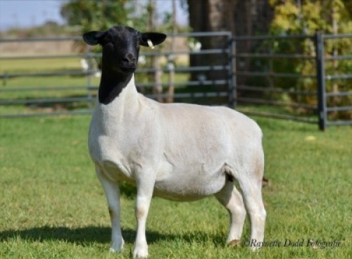 LOT 66 2 X DORPER OOI/EWE ELIZE VISSER T4 - DRAGTIG (PER STUK OM LOT TE NEEM)