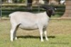 LOT 66 2 X DORPER OOI/EWE ELIZE VISSER T4 - DRAGTIG (PER STUK OM LOT TE NEEM) - 2