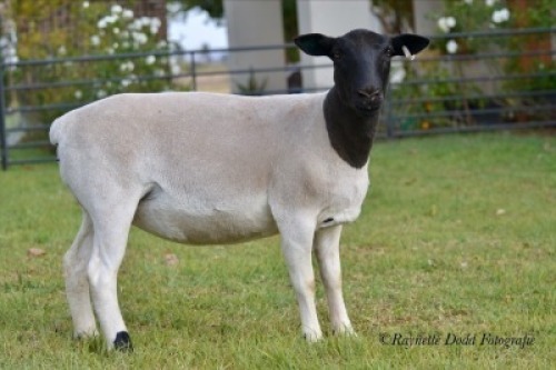 LOT 65 1 X DORPER OOI/EWE ELIZE VISSER T4 - DRAGTIG