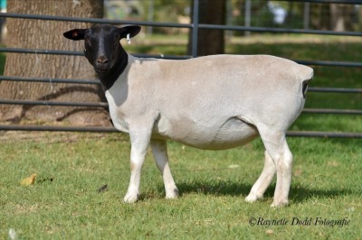 LOT 36 1 X DORPER OOI/EWE ELIZE VISSER - T4 Dragtig