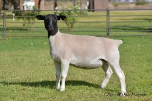 LOT 67 2 X DORPER OOI/EWE ELIZE VISSER - T4 - DRAGTIG (PER STUK OM LOT TE NEEM)