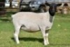LOT 67 2 X DORPER OOI/EWE ELIZE VISSER - T4 - DRAGTIG (PER STUK OM LOT TE NEEM) - 2