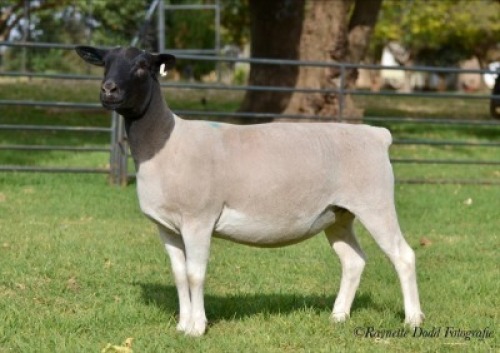 LOT 68 2 X DORPER OOI/EWE ELIZE VISSER - T3 - DRAGTIG (PER STUK OM LOT TE NEEM)