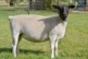LOT 68 2 X DORPER OOI/EWE ELIZE VISSER - T3 - DRAGTIG (PER STUK OM LOT TE NEEM) - 2
