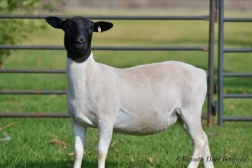LOT 90 2 X DORPER OOI/EWE ELIZE VISSER T3 - DRAGTIG (PER STUK OM LOT TE NEEM)