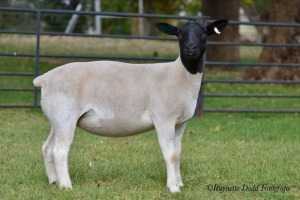 LOT 92 2 X DORPER OOI/EWE ELIZE VISSER - T3 (PER STUK OM LOT TE NEEM)