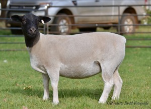 LOT 91 1 X DORPER OOI/EWE ELIZE VISSER - T3 - DRAGTIG