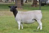 LOT 39 1 X DORPER OOI/EWE ELIZE VISSER - T4 DRAGTIG