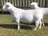 LOT 4 1 X DORPER RAM CHAFRA WITDORPERS - T5