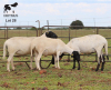 LOT 28 3X MEATMASTER DIDYMUS MEATMASTERS CHRISTOF GROBLER : 0837812076 - 2