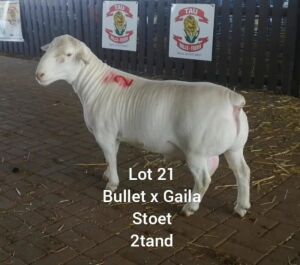 LOT 21 1 X RAM LARRY SNYDERS WIT DORPERS - T4