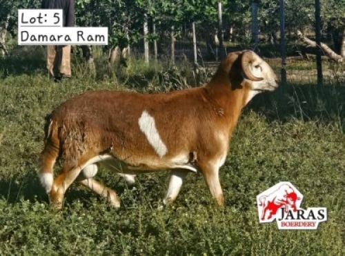 1X DAMRA RAM Jaras(Pty)Ltd