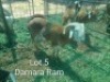 1X DAMRA RAM Jaras(Pty)Ltd - 2