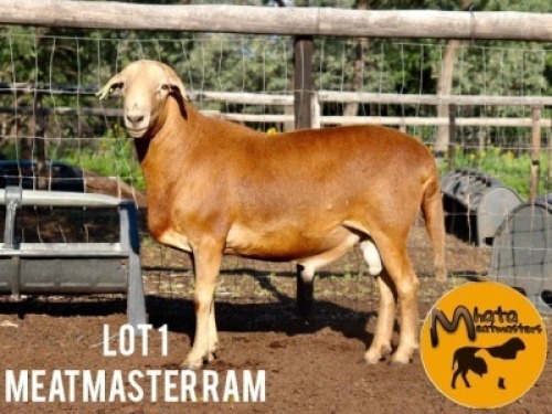 1X MEATMASER RAM Carl du Plessis