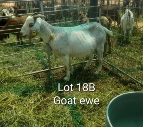 1X KALAHAR RED BUCK Summers in the sun(Pty)Ltd