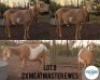 2X MEATMASER EWE Calve Ranch(Pty)Ltd (Per animal to take the lot)