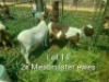 2X MEATMASER EWE Sandveld Kalahari Reds (Per animal to take the lot)