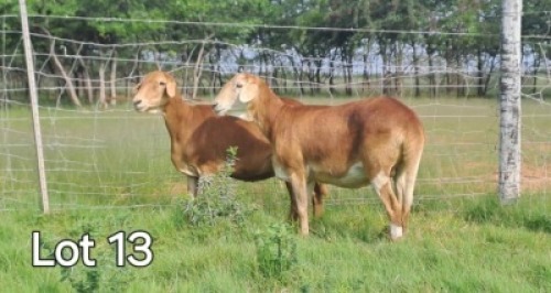 2X MEATMASER EWE Sandveld Kalahari Reds (Per animal to take the lot)