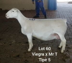 LOT 63 1 X OOI LARRY SNYDERS WIT DORPERS - T4 DRAGTIG