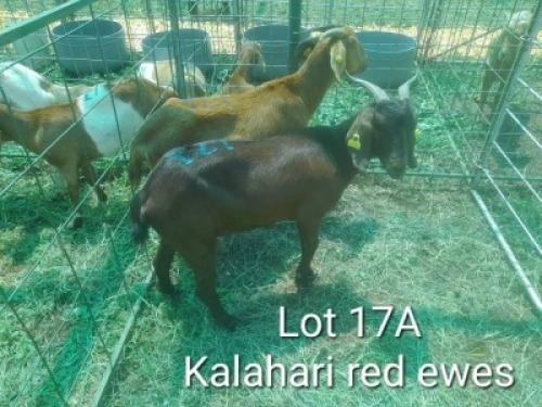 2X KALAHAR RED DOE Summers in the sun(Pty)Ltd (Per animal to take the lot)
