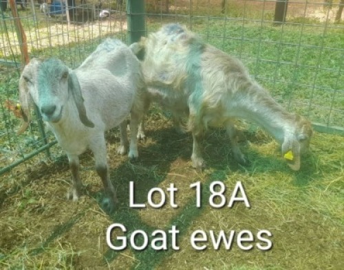 2X CROSS BEED GOAT DOE Summers in the sun(Pty)Ltd (Per animal to take the lot)