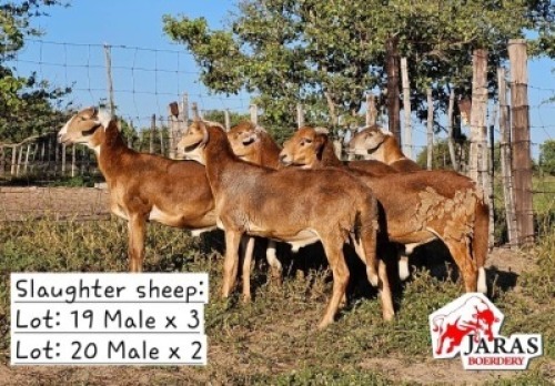 1X SHEEP CSTRATES CASTRATES Jaras(Pty)Ltd