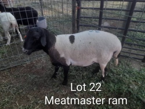 1X MEATMASER RAM Oteng Gwafila
