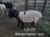 1X MEATMASER RAM Oteng Gwafila