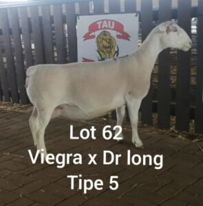 LOT 62 1 X OOI LARRY SNYDERS WIT DORPERS - T5 DRAGTIG