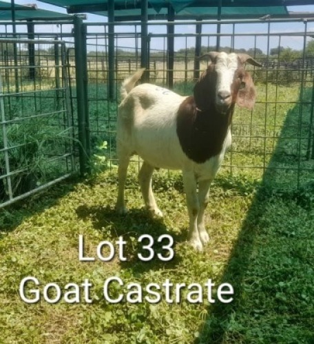 1X BOERGOA CASTRATES Sandveld Kalahari Reds