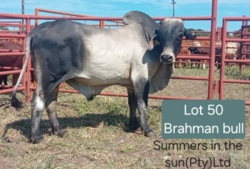 1X BRAHMANAN BULL Summers in the sun(Pty)Ltd