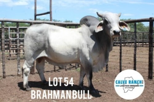 1X BRAHMANAN BULL Calve Ranch(Pty)Ltd