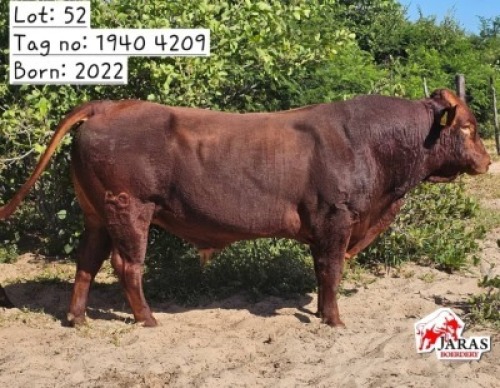 1X RED CATLE BULL Jaras (Pty)Ltd