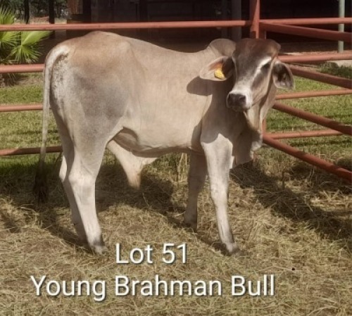 1X BRAHMANAN BULL Summers in the sun(Pty)Ltd