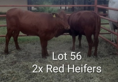 2X RED CATLE HEIFER Jaras (Pty)Ltd (Per animal to take the lot)