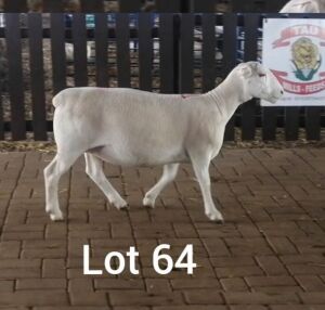 LOT 64 1 X OOI LARRY SNYDERS WIT DORPERS - T4 DRAGTIG