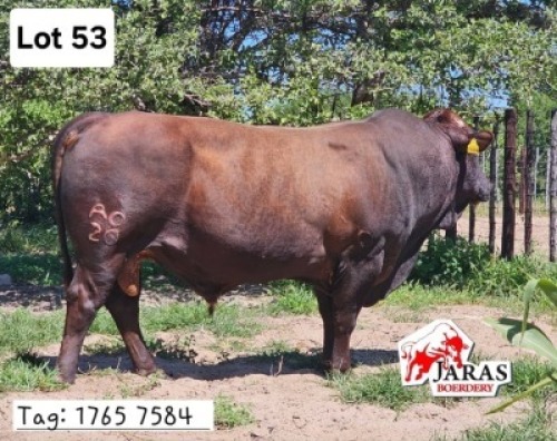 1X RED CATLE BULL Jaras (Pty)Ltd
