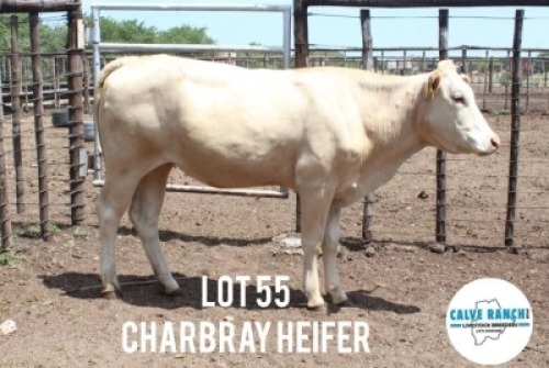 1X CHAROLAS HEIFER Calve Ranch(Pty)Ltd