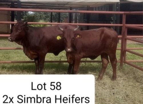 2X BONSAMAA HEIFER Dalene Maree (Per animal to take the lot)