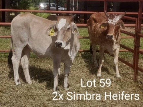 2X BRAHMANCROSS HEIFER Dalene Maree (Per animal to take the lot)