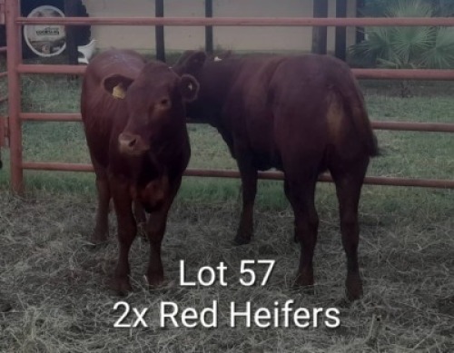 2X RED CATLE HEIFER Jaras (Pty)Ltd (Per animal to take the lot)