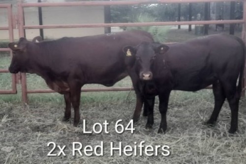 2X RED CATLE HEIFER Jaras (Pty)Ltd (Per animal to take the lot)