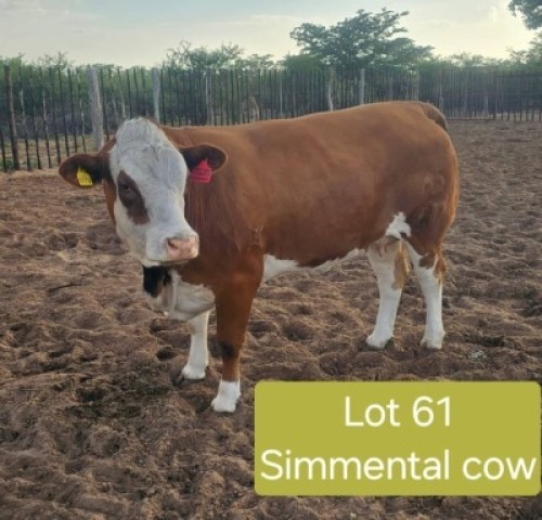 1X SIMMENTL COW Prince Choba