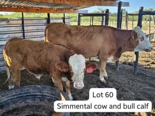 1+1X SIMMENTL COW & CALF Prince Choba