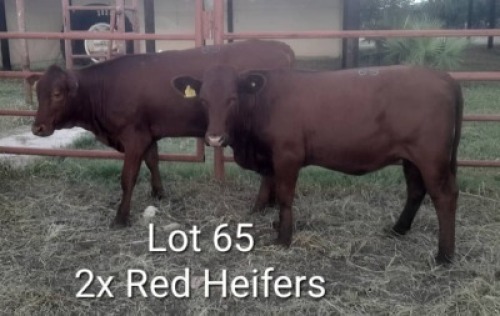 2X RED CATLE HEIFER Jaras (Pty)Ltd (Per animal to take the lot)