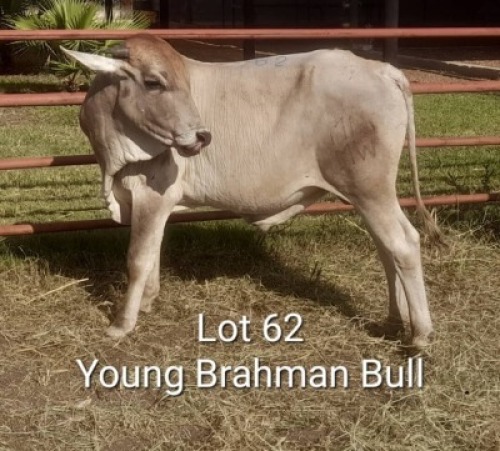1X BRAHMANAN BULL Summers in the sun(Pty)Ltd
