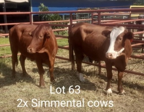 2X SIMMENTL COW Summers in the sun(Pty)Ltd (Per animal to take the lot)